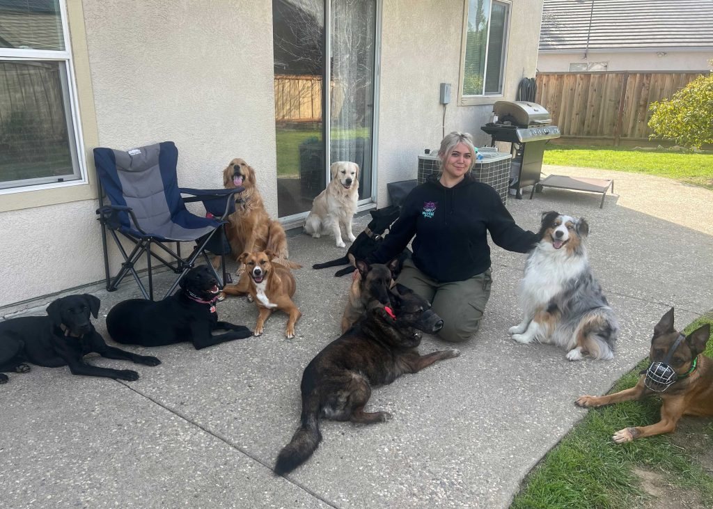 A trained dog with the Countryside Canine team in the Bay Area, California