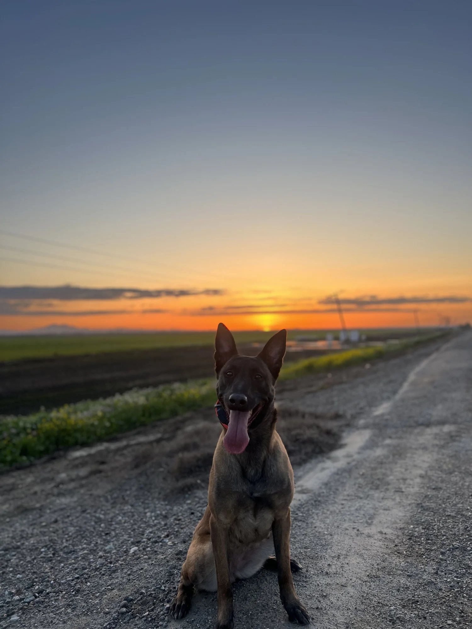 A relaxed, well behaved dog beside its handler