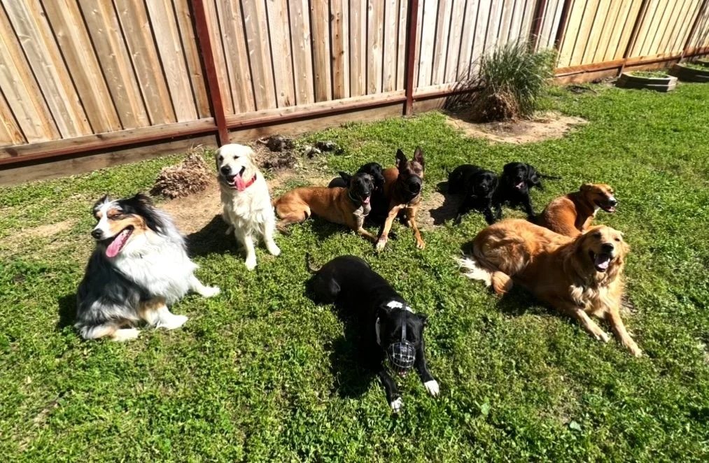 A puppy learning foundation obedience in the Bay Area